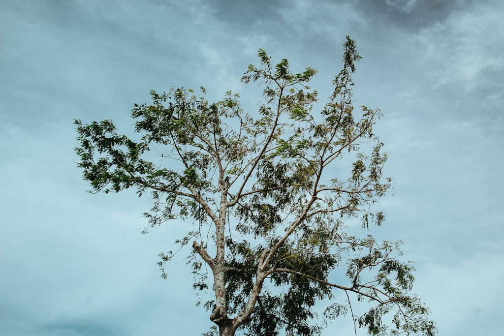 A tall tree stands isolated against a cloudy sky in Kon Tum, Vietnam.