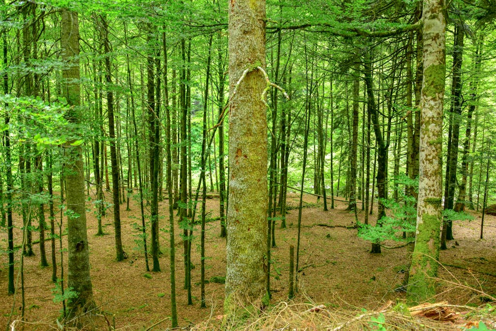 Vibrant forest scene in Orbaiceta, NC, Spain, showcasing lush greenery and tall trees.